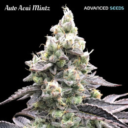 Semillas autoflorecientes Acai Mintz Auto de Advanced Seeds