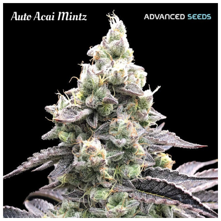 Semillas autoflorecientes Acai Mintz Auto de Advanced Seeds