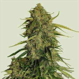 Semillas feminizadas CBD Atlas F1 de Royal Queen Seeds
