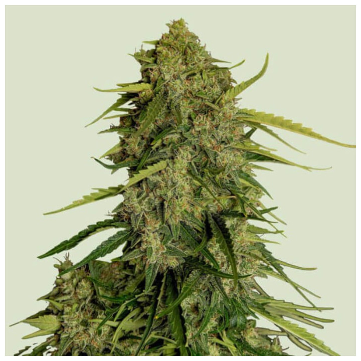 Semillas feminizadas CBD Atlas F1 de Royal Queen Seeds