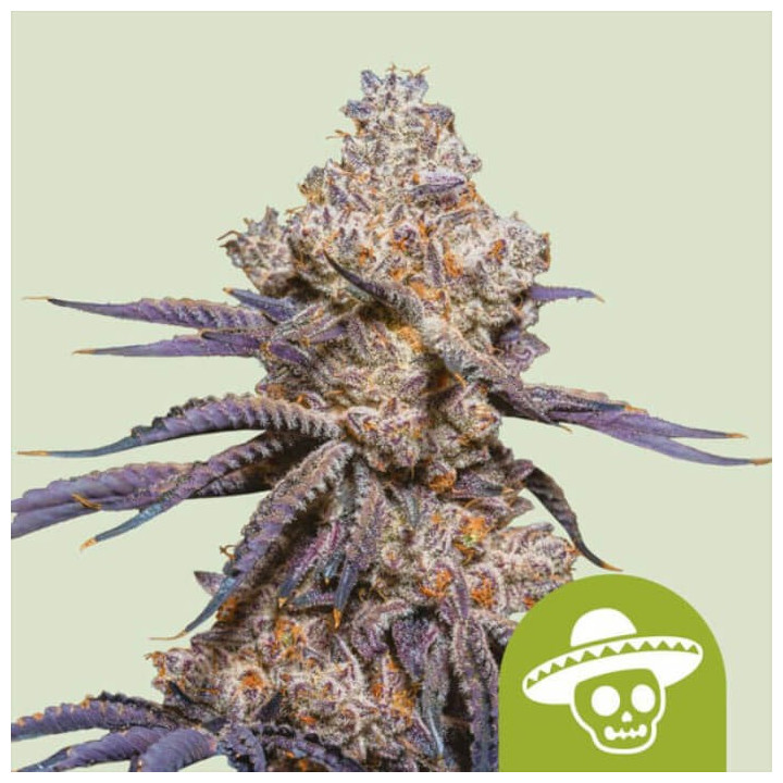 Semillas autoflorecientes Mexican Rush Auto de Royal Queen Seeds