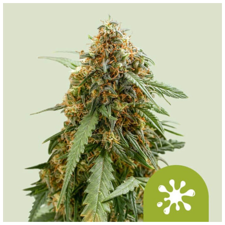 Semillas autoflorecientes Sticky Queen Auto de Royal Queen Seeds