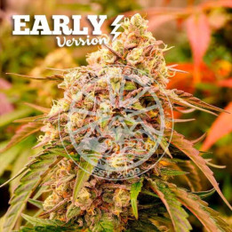 Semillas feminizadas Sunday Punch Early Version de Delicious Seeds