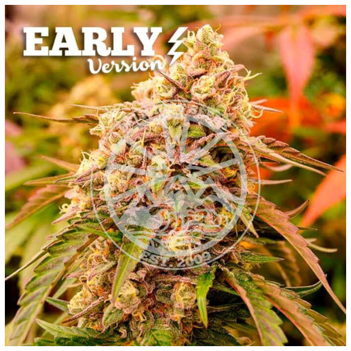 Semillas feminizadas Sunday Punch Early Version de Delicious Seeds
