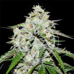 Semillas autoflorecientes Space Cookies Auto de Delicious Seeds