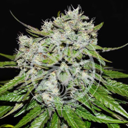 Semillas autoflorecientes Neville's Rose Auto de Delicious Seeds