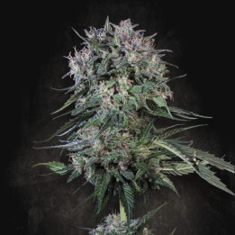 Semillas feminizadas Doppler de Paradise Seeds