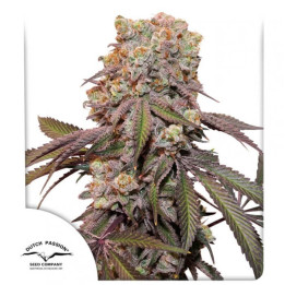 Semillas autoflorecientes Candy Bubatz XL Auto