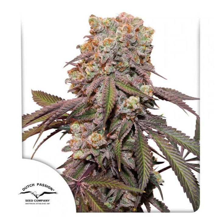Semillas autoflorecientes Candy Bubatz XL Auto
