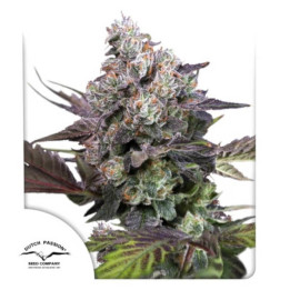 Semillas de marihuana feminizadas  Candy Bubatz XL de Dutch Passion