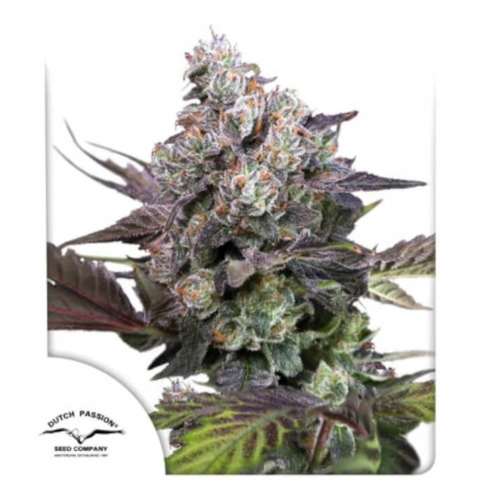 Semillas de marihuana feminizadas  Candy Bubatz XL de Dutch Passion