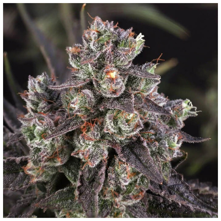 Semillas feminizadas  Candy Bubatz XL de Dutch Passion