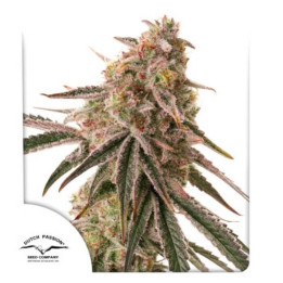 Semillas de marihuana feminizadas  Frozen Biscotti de Dutch Passion
