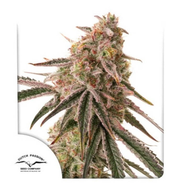Semillas de marihuana feminizadas  Frozen Biscotti de Dutch Passion