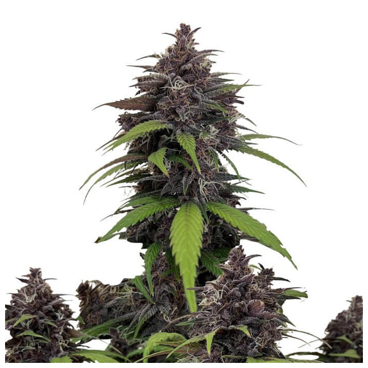 Semillas autoflorecientes Purple Haze Auto de Fastbuds