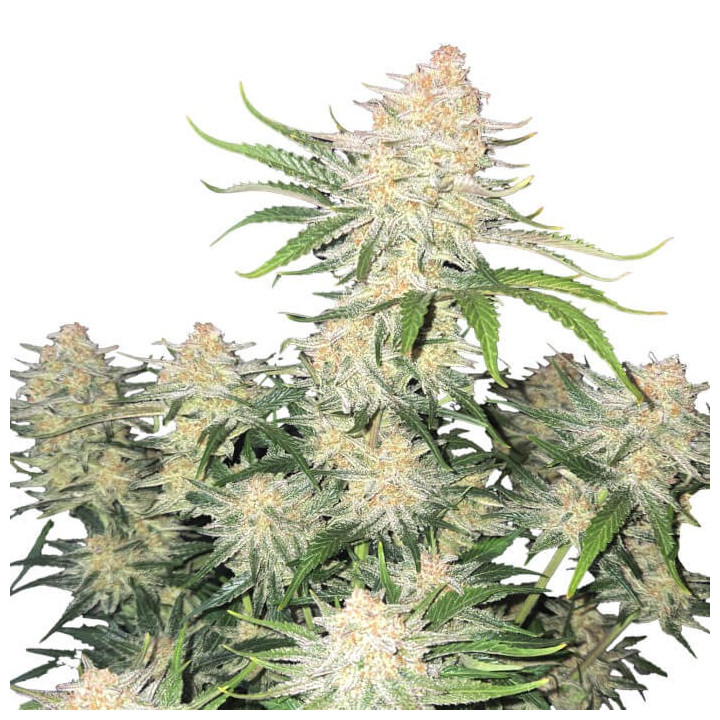 Semillas autoflorecientes Frostbanger Auto de Fastbuds
