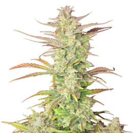 Semillas autoflorecientes Z-Up Auto de Fastbuds