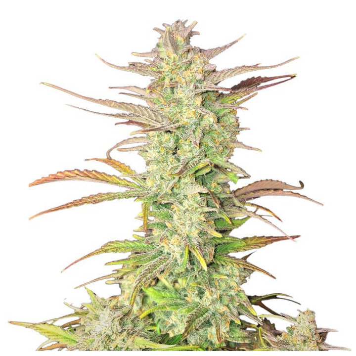 Semillas autoflorecientes Z-Up Auto de Fastbuds