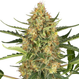 Semillas autoflorecientes Blueberry Bubblegum Auto de Sensi Seeds Research