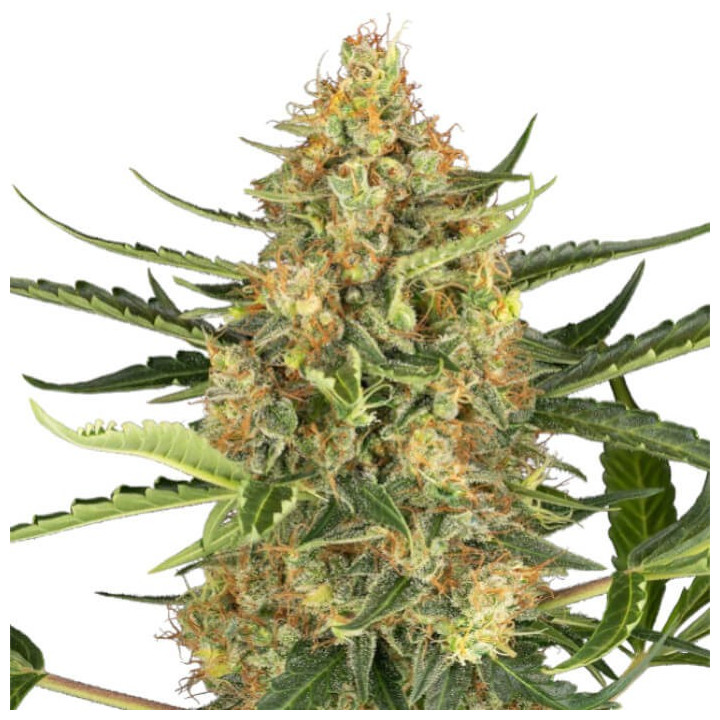 Semillas autoflorecientes Blueberry Bubblegum Auto de Sensi Seeds Research