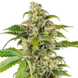 Semillas autoflorecientes Sweet & Sour Cream Auto de Sensi Seeds Research
