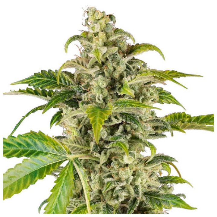 Semillas autoflorecientes Sweet & Sour Cream Auto de Sensi Seeds Research