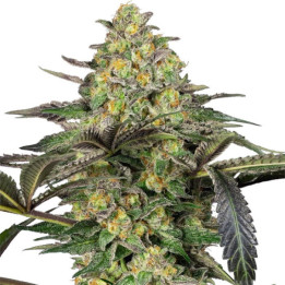 Semillas de marihuana feminizadas  Grapevine Candy de Sensi Seeds