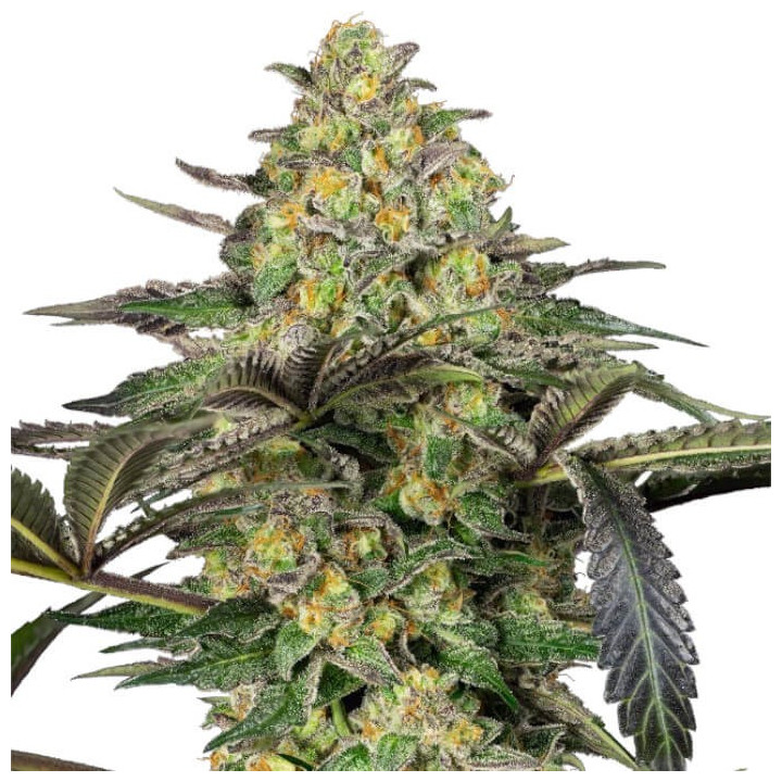 Semillas de marihuana feminizadas  Grapevine Candy de Sensi Seeds