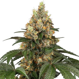 Semillas de marihuana feminizadas  Chocolate Rainbow XXL de Sensi Seeds