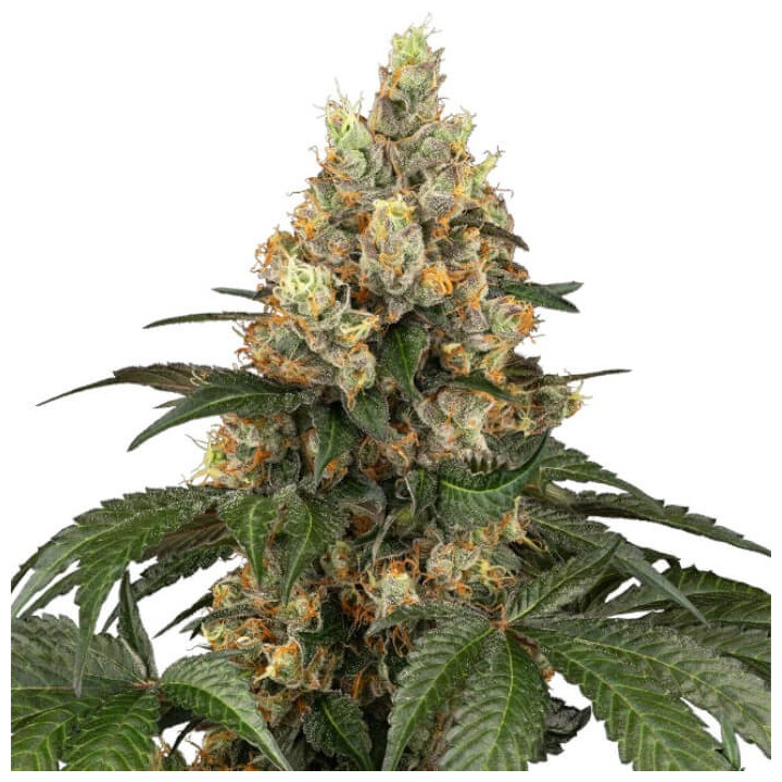 Semillas de marihuana feminizadas  Chocolate Rainbow XXL de Sensi Seeds