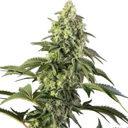Semillas de marihuana feminizadas  Cosmic Kiss de Sensi Seeds