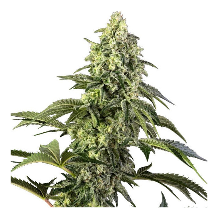 Semillas de marihuana feminizadas  Cosmic Kiss de Sensi Seeds