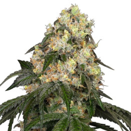 Semillas de marihuana feminizadas  White Biscotti OG XXL de White Label