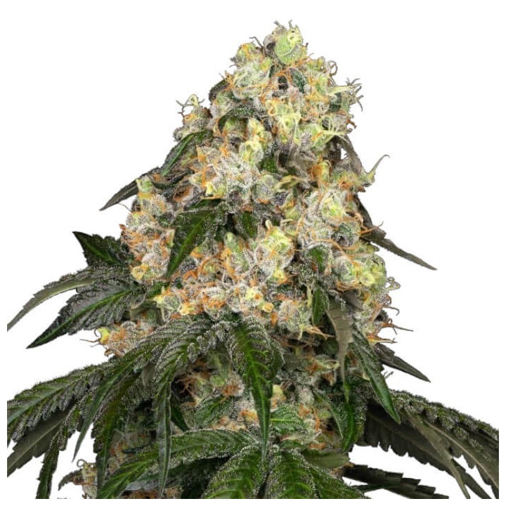 Semillas de marihuana feminizadas  White Biscotti OG XXL de White Label
