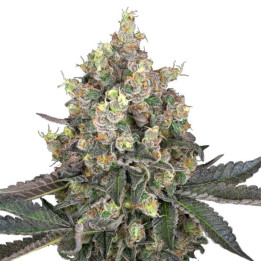 Semillas de marihuana feminizadas  Sweet Berry Breeze de White Label