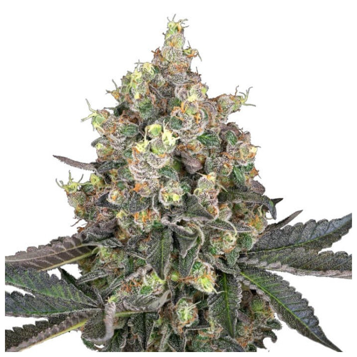 Semillas de marihuana feminizadas  Sweet Berry Breeze de White Label