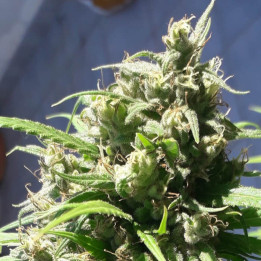 Semillas de marihuana feminizadas  Oaxaca A5 Haze Breeze de Ace Seeds