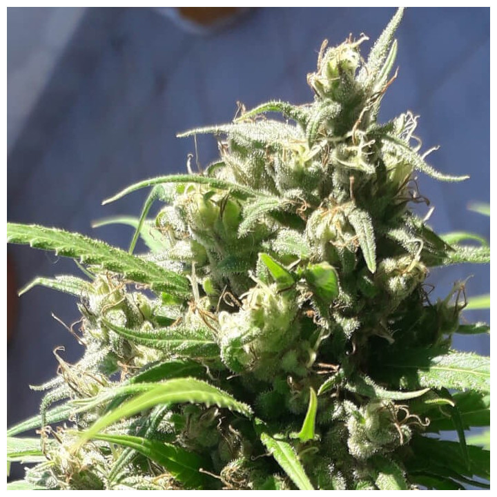 Semillas de marihuana feminizadas  Oaxaca A5 Haze Breeze de Ace Seeds