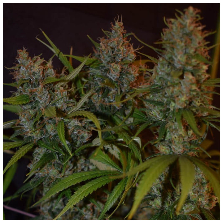Semillas feminizadas  Oaxaca A5 Haze Breeze de Ace Seeds