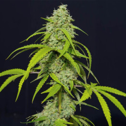 Semillas autoflorecientes Orange Kush Auto de Eva Seeds