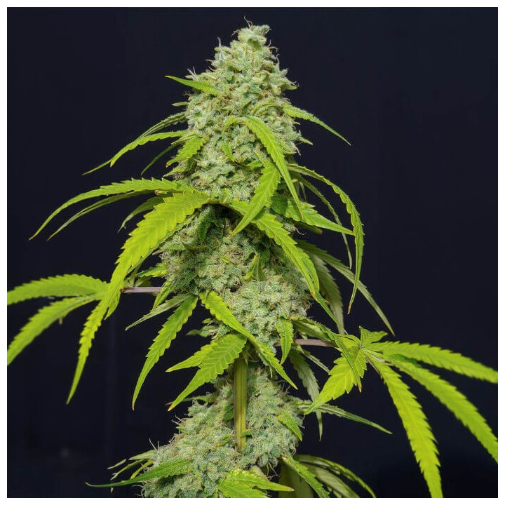 Semillas autoflorecientes Orange Kush Auto de Eva Seeds