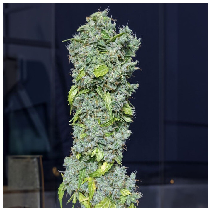 Semillas autoflorecientes Magic Tree Auto de Eva Seeds