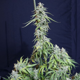 Semillas autoflorecientes Super Watermelon Auto de Eva Seeds