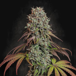 Semillas de marihuana feminizadas Blue Gem de Paradise Seeds