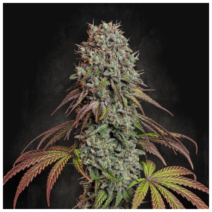 Semillas de marihuana feminizadas Blue Gem de Paradise Seeds