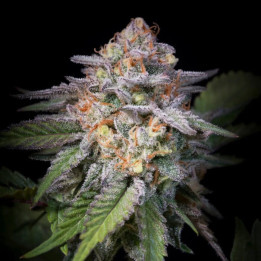 Semillas de marihuana feminizadas Highway 66 de Paradise Seeds