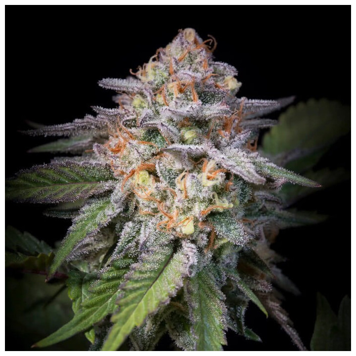 Semillas de marihuana feminizadas Highway 66 de Paradise Seeds
