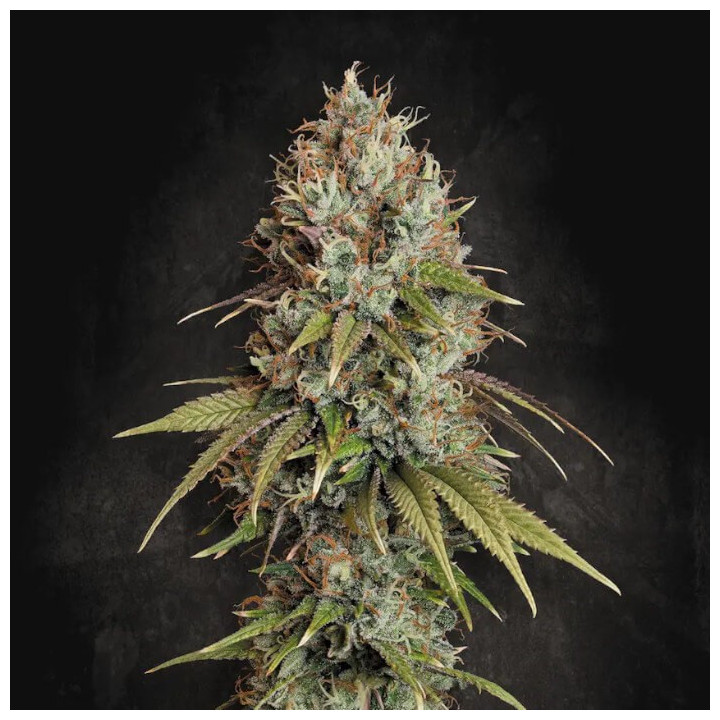 Semillas feminizadas Highway 66 de Paradise Seeds