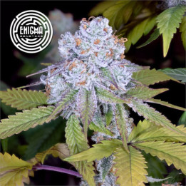 Semillas de marihuana feminizadas DosiDos Sherbert de Enigma Genetics