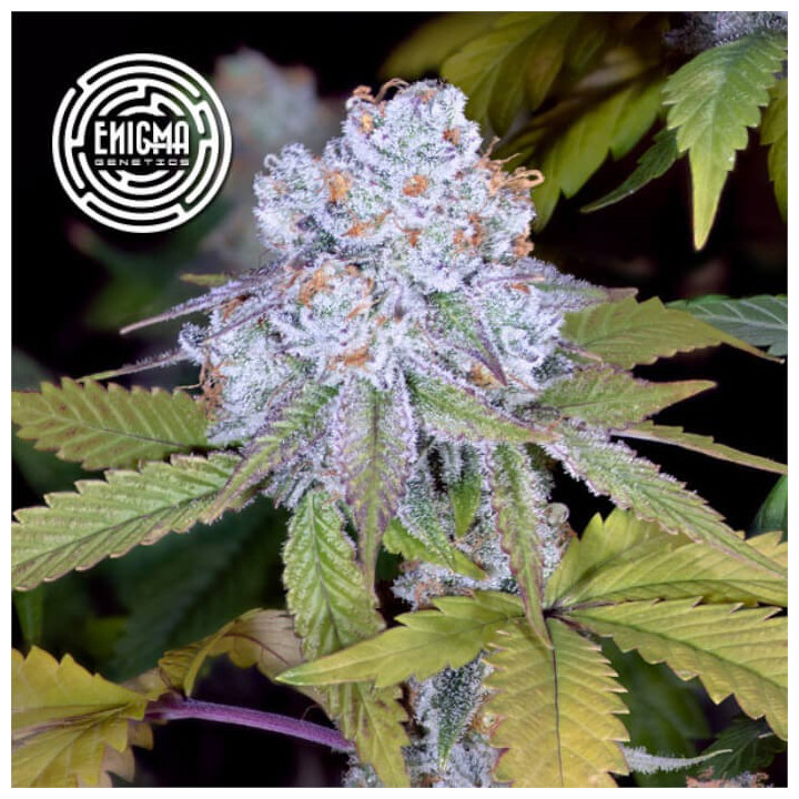 Semillas de marihuana feminizadas DosiDos Sherbert de Enigma Genetics